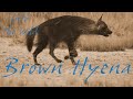 Wild Animals in Nature - Brown Hyena