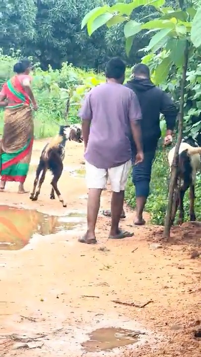 Download lagu Recent update #themodernshepherd #sheepfarming #training #goat