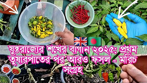 UK Hobby Gardening 2025: More Harvest After First Frost Falls - Harvesting Chilli