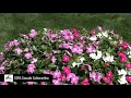 Dig Deep: CORA Cascade Catharanthus