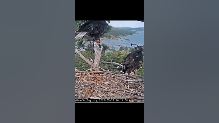 Gizmo block door again...Jackie went around | 5.28.25 #eagle #birds #baldeagle #eaglets #shorts