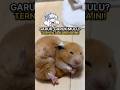 Hamster Gatal-Gatal