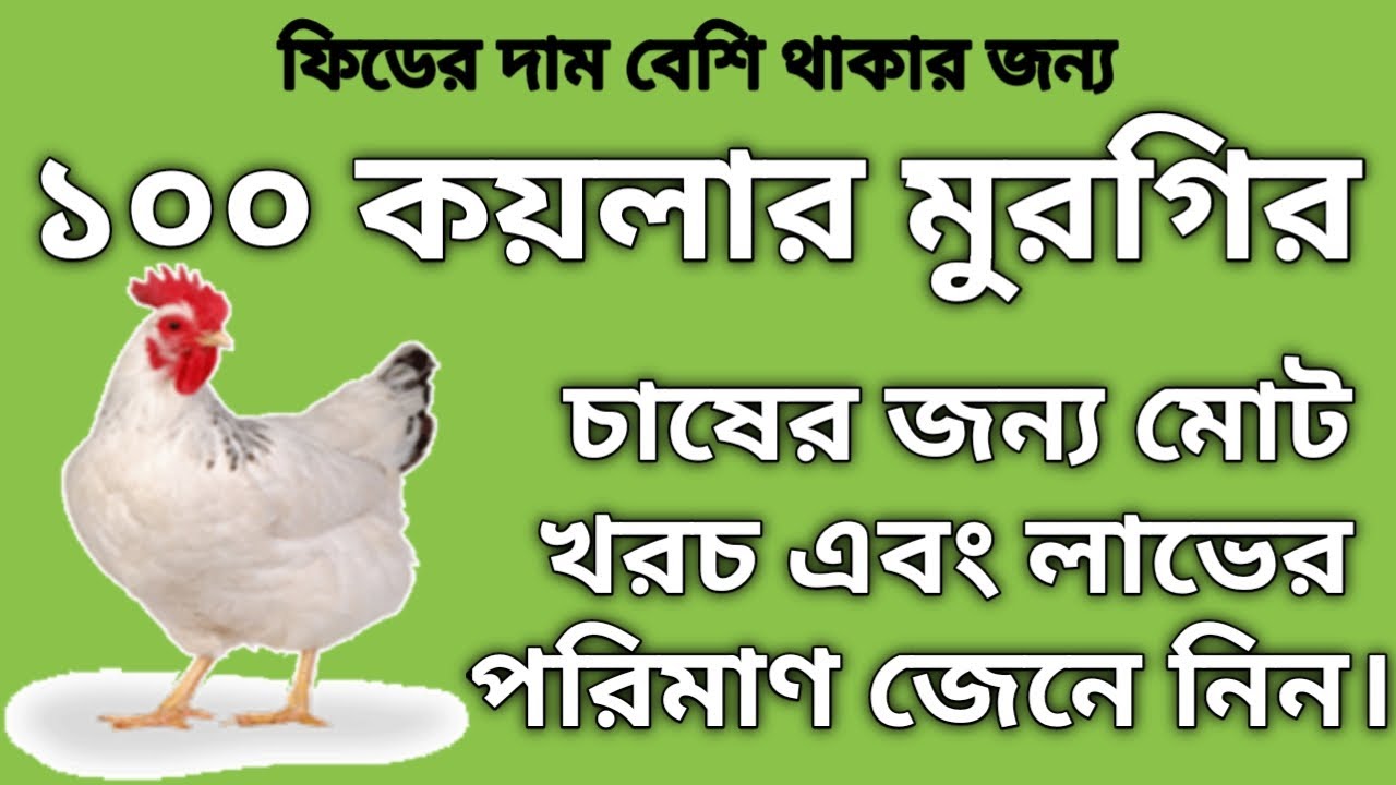 ১০০ কয়লার মুরগির খরচ এবং লাভের পরিমাণ | kuroiler farming