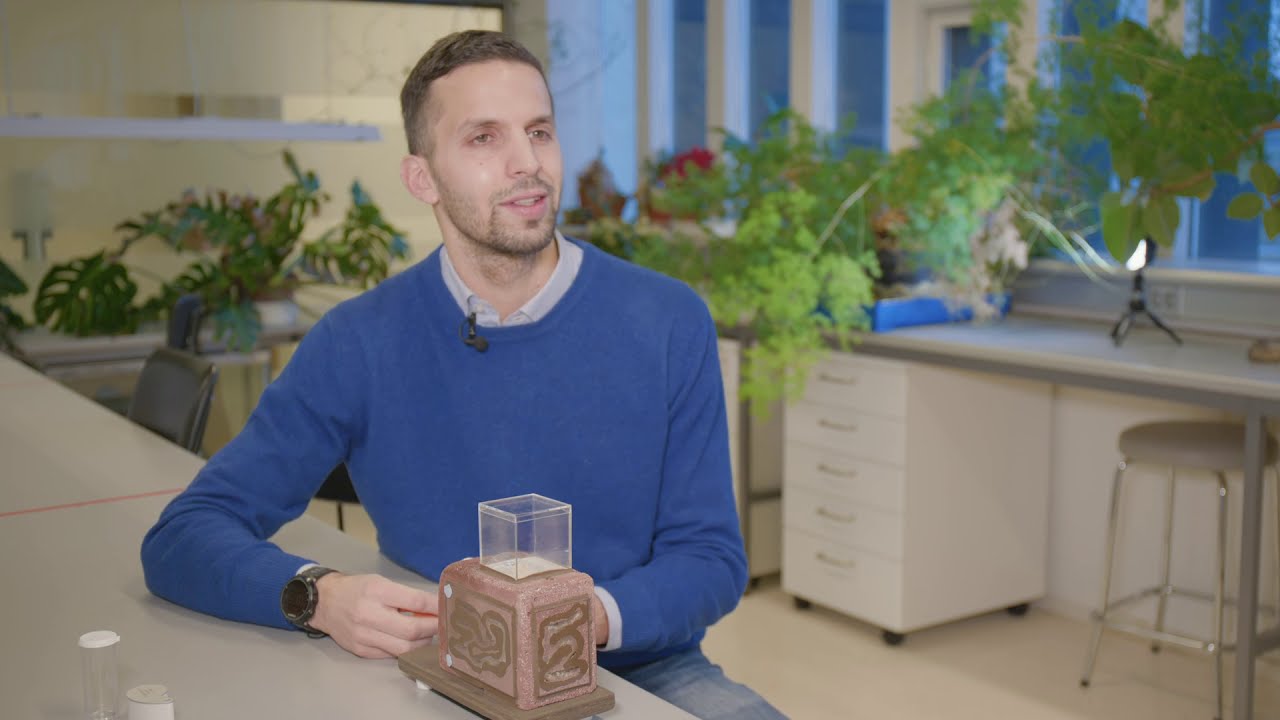 Búa maurar undir Reykjavík? / Are there ants under Reykjavík?