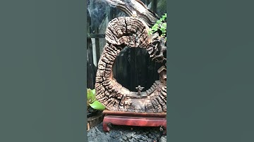 Tiểu cảnh decor gỗ trắc đỏ
