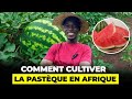 Comment récoltez des pastèques juteuses : Les étapes essentielles de la production