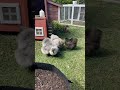 Helping In The Garden Chicken Fluffy Silkies Chooks Melbourne Chickens Eating 2023 Cute 