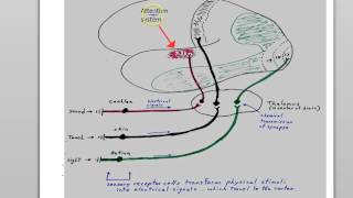 brain and neuron part 4 attention