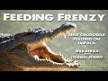 Crocodiles Feeding on Impala Carcass - South Africa. Real time video with original audio