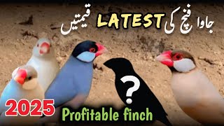 Java finches new price 2025 | java ki latest prices | java price in Pakistan