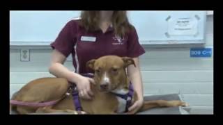 FFA- Jugular Venipuncture