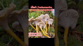 เห็ดดำ,Trattkantareller, #mushroom ,(Craterellus tubaeformis), #แม่ขวัญสวีเดน , #เก็บเห็ดสวีเดน ,