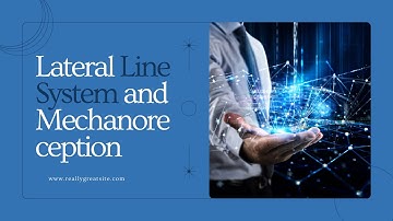 Lateral Line System and Mechanoreception |  Lateral Line System and Mechanoreception Revealed |