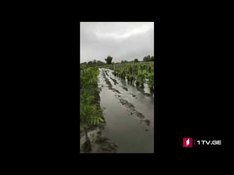 ყვარელში მდინარე დურუჯის ადიდების შედეგად სახნავ სათესი მიწები დაიტბორა