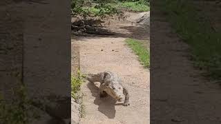 Don't let a crocodile trick you they can run fast 💯 #crocodile