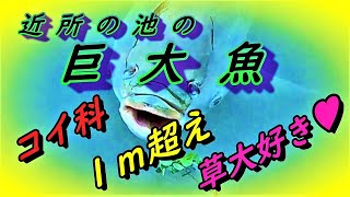 【自然観察】巨大魚～ソウギョ（草魚）はこんな魚です～