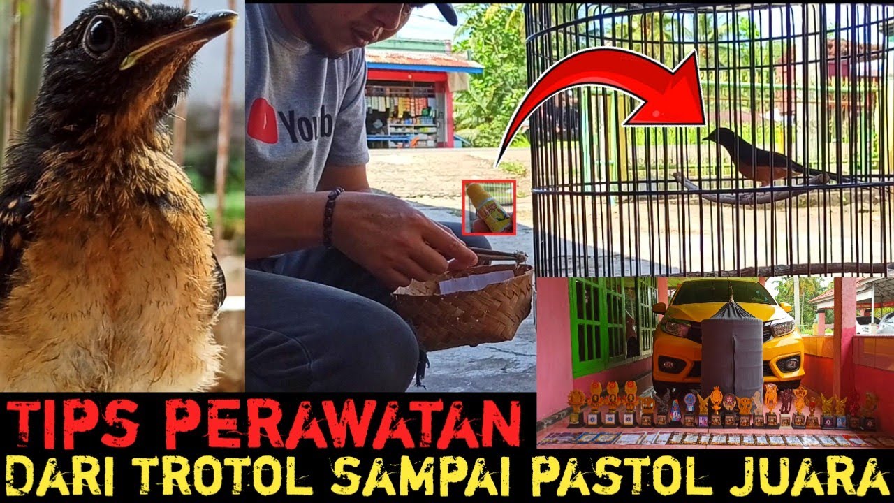 MERAWAT DARI TROTOL SAMPAI USIA PASTOL‼️SAMPAI JUARA‼️DENGAN CARA SEDERHANA‼️BEGINI CARANYA‼️AMPUH‼️