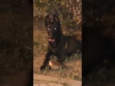  مالينوا شاربوني