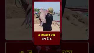 ৩ কাতলার দাম লাখ টাকা | Katla Fish | Fish Market | News Update | Protidiner Bangladesh