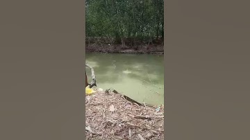 tiếng rít cước || fishing tự nhiên || câu cá thiên nhiên [ trảng bàng tây ninh ]