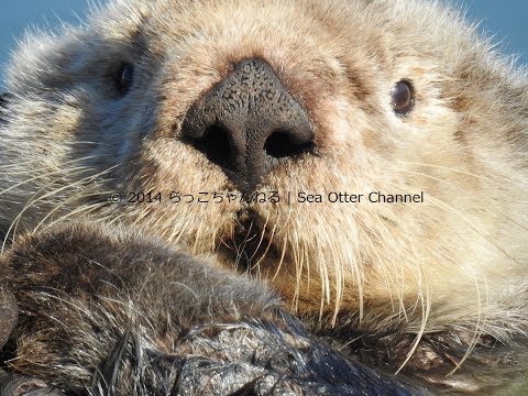 らっこちゃんねる Sea Otter Channel Introductory Video 日本語字幕あり Youtube