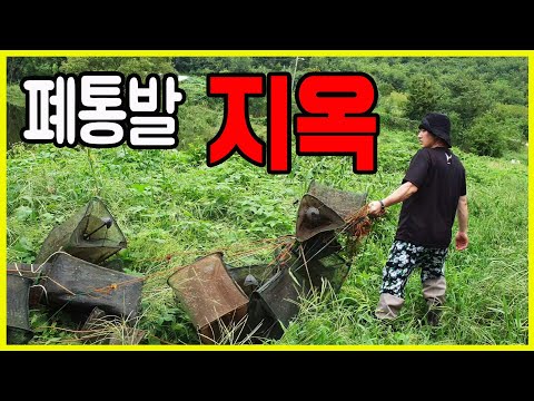 &amp;quot;미국 <strong>가재</strong>&amp;quot; 저수지 한달후 그곳은 폐통발 지옥 이였다..
