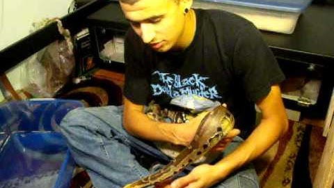 Borneo Short-tail handling (part 2)