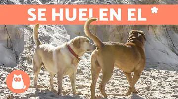 ¿Por qué los perros se huelen sus partes?