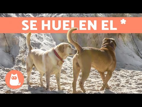 ¿Por qué los perros se huelen el ano? hqdefault