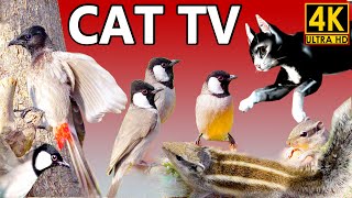 Cat TV for Cats to Watch 😺 Pretty Birds Chipmunks Squirrels for cats 🐿 8 Hours 4K HDR 60FPS