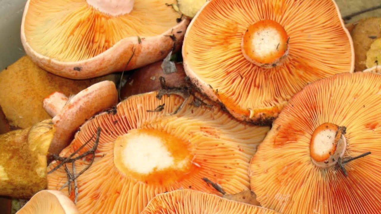 Как приготовить рыжики. Рыжики грибы. Рыжики пластинчатые грибы. Рыжик обыкновенный. Рыжики грибы соленые.