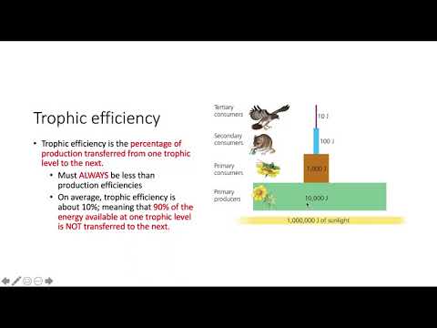 Video: Hvad er trofisk effektivitet?
