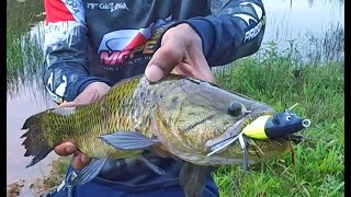 Isca Diferenciada Para As Traíras Line