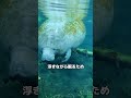 マナティー。 #雑学