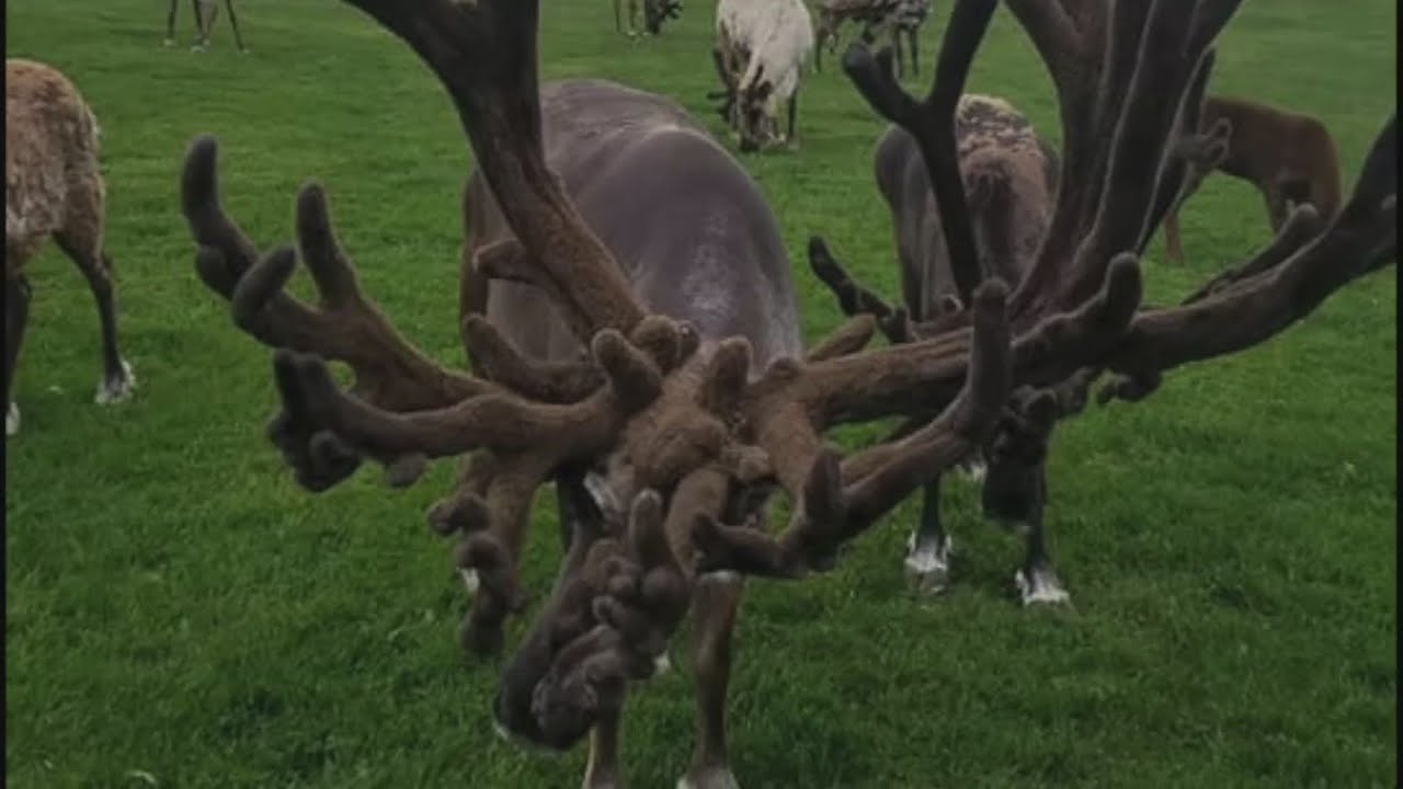 Finding Minnesota: Check Out One Of The Biggest Reindeer Farms In U.S.