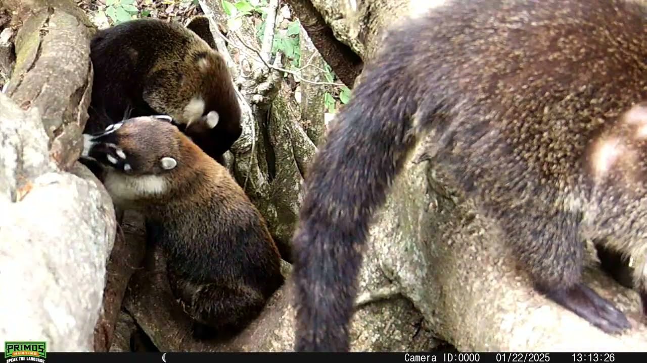 Ocelote o Manigordo y Pizote