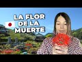 La flor que conecta la vida y la muerte en Japón
