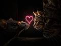 Nature's Most Disturbing Love Story 💀❤️🐱