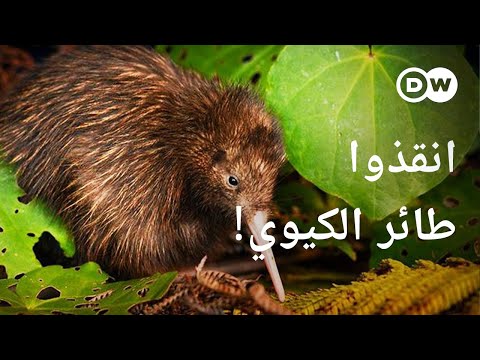 فيديو: أين تجد طائر الكيوي في نيوزيلندا