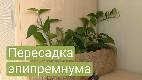 Пересадка эпипремнума/ декор горшка/ перестановка на рабочем столе