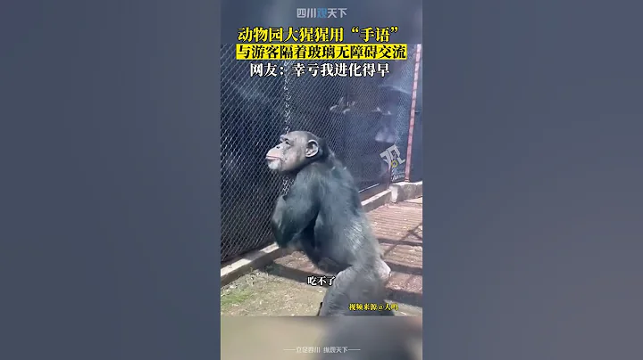 秀我一脸！动物园大猩猩用“手语”，与游客隔玻璃无障碍交流！ - 天天要闻