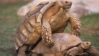 حصري لحظة تزاوج السلاحف | Exclusive instant turtle mating