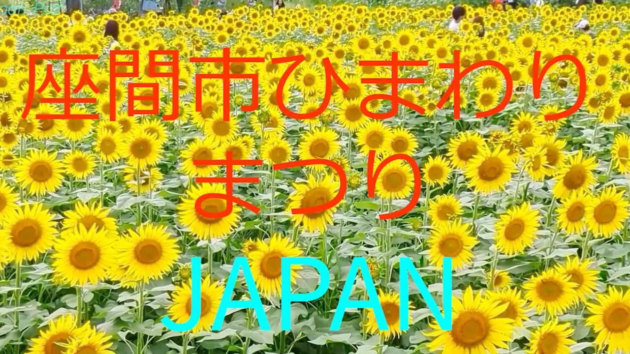 55万本が咲き誇る座間市ひまわりまつり flower JAPAN Sunflower