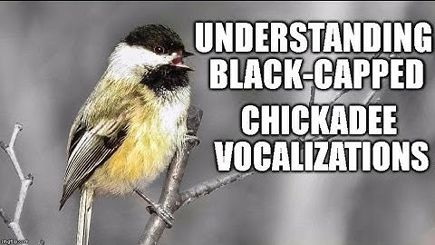 Vocalizations of Black-capped Chickadees
