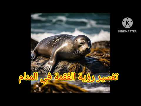 تفسير رؤية حلم الفقمة في المنام للعزباء والمتزوجة والحامل و رجل في المنام ابن سرين