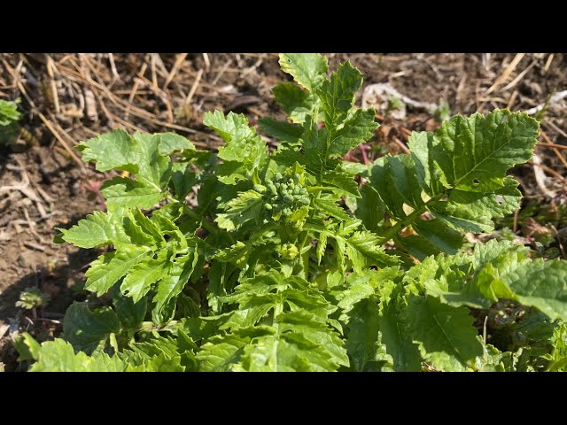 The Miura radish has begun to bolt] *On the spring equinox* - YouTube