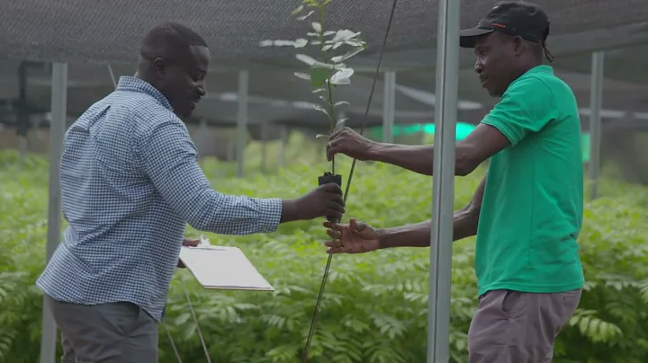 Transforming Agriculture: Agro Eco's Journey in Planting Shade Trees