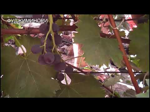 Виноград Фуджиминори Купить В Краснодаре