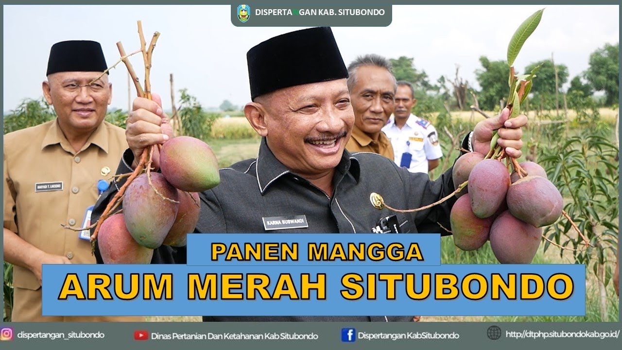 PANEN PERDANA MANGGA ARUM MERAH SITUBONDO OLEH BUPATI DI UPTD KEBUN BENIH GELUNG KEC. PANARUKAN