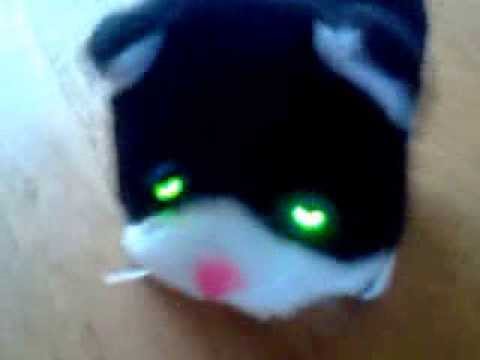 Video: Hangende Ogen Bij Katten